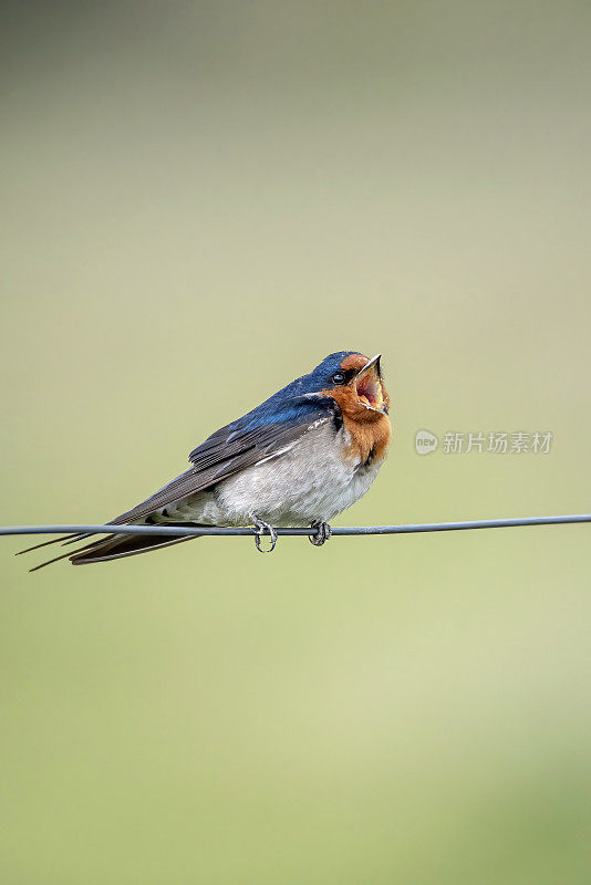 欢迎吞咽(Hirundo neoxena)